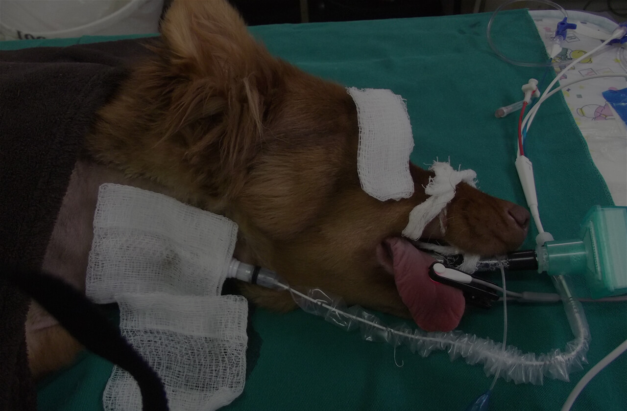 Código de Conduta do Anestesiologista Veterinário